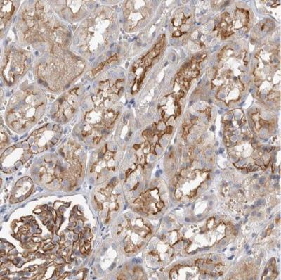 Immunohistochemistry-Paraffin: Two pore calcium channel protein 2 Antibody [NBP1-86923] - Staining of human kidney shows strong membranous positivity in cells in glomeruli and subset of cells in tubules.