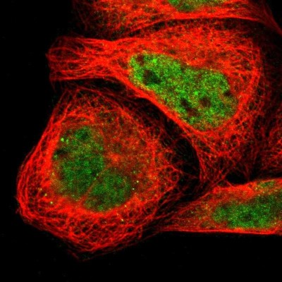 Immunocytochemistry/Immunofluorescence: BOLA1 Antibody [NBP1-84514] - Staining of human cell line A-431 shows positivity in nucleus but not nucleoli.