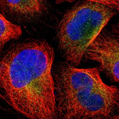 Immunocytochemistry/Immunofluorescence: cGK2/PRKG2 Antibody [NBP1-84497] - Staining of human cell line U-2 OS shows positivity in cytoplasm.