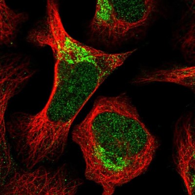 Immunocytochemistry/Immunofluorescence: GSE1 Antibody [NBP1-86292] - Immunofluorescent staining of human cell line U-2 OS shows localization to nucleoplasm & mitochondria.