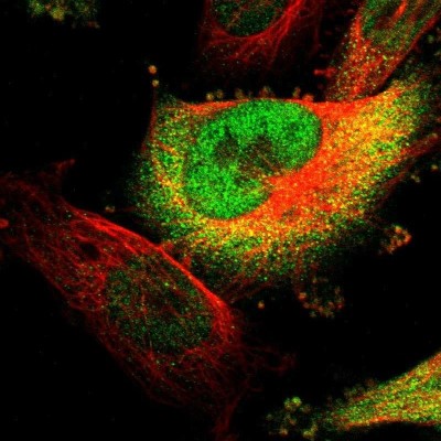Immunocytochemistry/Immunofluorescence: PIGL Antibody [NBP1-86471] - Staining of human cell line U-251 MG shows localization to nucleoplasm & cytosol.