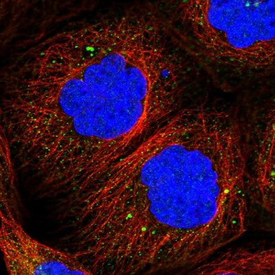 Immunocytochemistry/Immunofluorescence: PCDHA2 Antibody [NBP1-86302] - Staining  of human cell line A-431 shows positivity in nucleus but not nucleoli and vesicles.