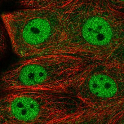 Immunocytochemistry/Immunofluorescence: FCHO1 Antibody [NBP1-81523] - Immunofluorescent staining of human cell line MCF7 shows localization to nucleoplasm & cytosol.