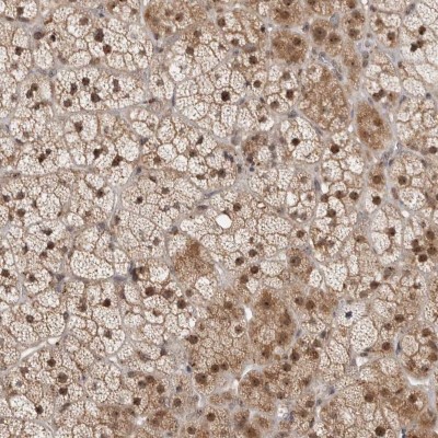 Immunocytochemistry/Immunofluorescence: MPHOSPH6 Antibody [NBP1-82626] - Staining of human adrenal gland shows strong nuclear and cytoplasmic positivity in glandular cells.