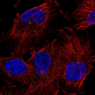 Immunocytochemistry/Immunofluorescence: TRIM2 Antibody [NBP1-81504] - Immunofluorescent staining of human cell line U-251 MG shows localization to centrosome.