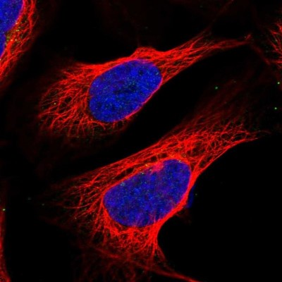 Immunocytochemistry/Immunofluorescence: QPCTL Antibody [NBP1-82208] - Staining of human cell line U-2 OS shows no positivity.