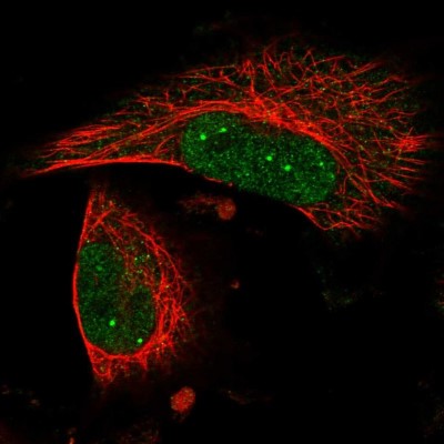 Immunocytochemistry/Immunofluorescence: LRRC56 Antibody [NBP1-85030] - Staining of human cell line U-251 MG shows positivity in nucleus but not nucleoli.
