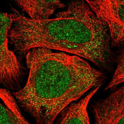 Immunocytochemistry/Immunofluorescence: CCDC138 Antibody [NBP2-14446] - Immunofluorescent staining of human cell line U-2 OS shows localization to nucleus & cytosol.