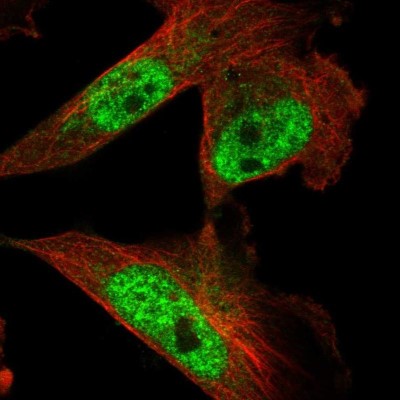 Immunocytochemistry/Immunofluorescence: KIAA0556 Antibody [NBP1-91006] - Staining of human cell line U-251 MG shows localization to nuclear speckles.