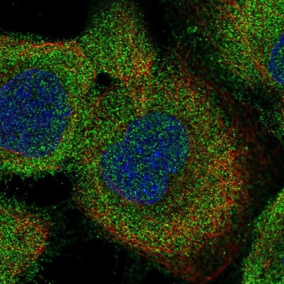 Immunocytochemistry/Immunofluorescence: LRRC16A Antibody [NBP1-91222] - Immunofluorescent staining of human cell line A-431 shows localization to cytosol.