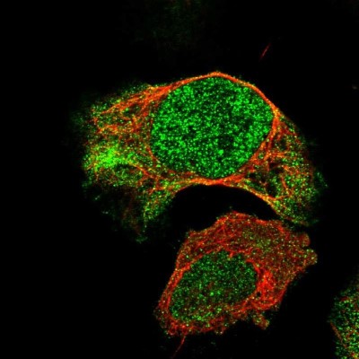 Immunocytochemistry/Immunofluorescence: BNC2 Antibody [NBP1-88501] - Immunofluorescent staining of human cell line U-2 OS shows localization to nucleus & cytosol.