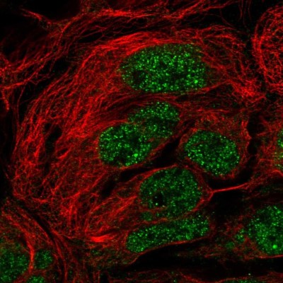 Immunocytochemistry/Immunofluorescence: SH3RF2 Antibody [NBP2-38841] - Immunofluorescent staining of human cell line CACO-2 shows localization to nucleoplasm.