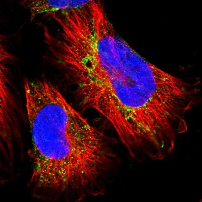 Immunocytochemistry/Immunofluorescence: MIPEP Antibody [NBP1-82645] - Immunofluorescent staining of human cell line U-251 MG shows localization to mitochondria.