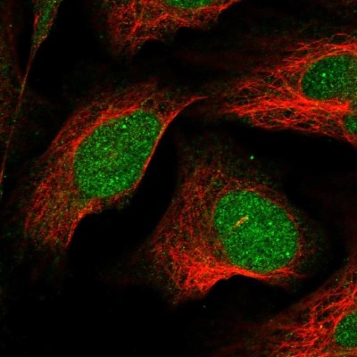Immunocytochemistry/Immunofluorescence: LSM11 Antibody [NBP1-81938] - Staining of human cell line U-2 OS shows localization to nucleus.