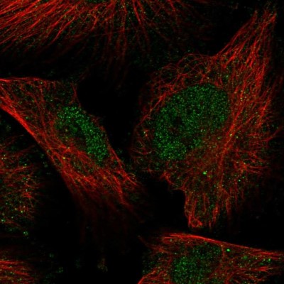 Immunocytochemistry/Immunofluorescence: BTNL8 Antibody [NBP2-14368] - Staining of human cell line U-251 MG shows positivity in nucleus but not nucleoli and cytoplasm.