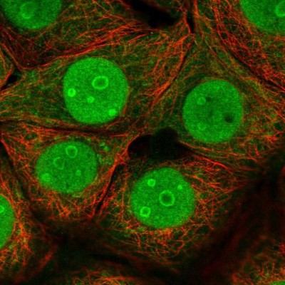 Immunocytochemistry/Immunofluorescence: PNAS-127 Antibody [NBP2-14376] - Staining of human cell line MCF7 shows localization to nucleus, nucleoli & cytosol.