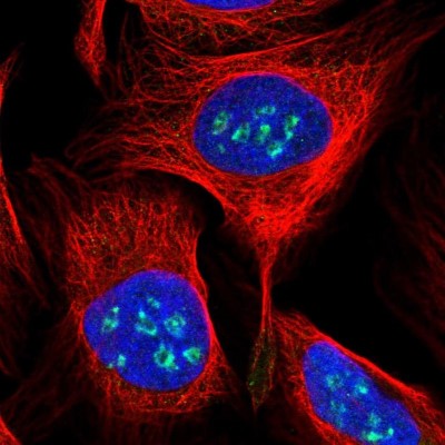 Immunocytochemistry/Immunofluorescence: C1orf110 Antibody [NBP1-82673] - Staining of human cell line U-2 OS shows positivity in nucleus and nucleoli.
