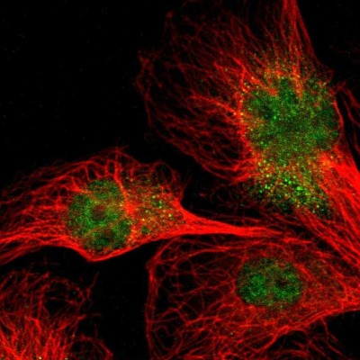 Immunocytochemistry/Immunofluorescence: NPAS3 Antibody [NBP1-88622] - Immunofluorescent staining of human cell line U-251 MG shows localization to nucleoplasm.