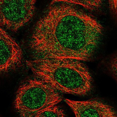 Immunocytochemistry/Immunofluorescence: RAGEF2 Antibody [NBP1-87301] - Staining of human cell line A-431 shows positivity in nucleus but not nucleoli and cytoplasm.