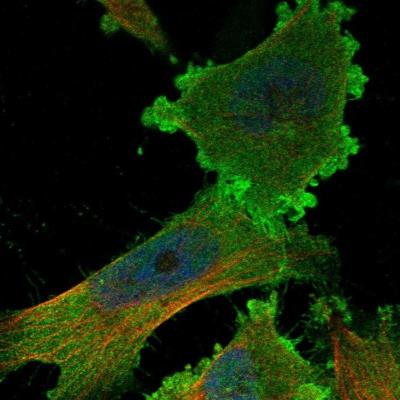 Immunocytochemistry/Immunofluorescence: Hemogen Antibody [NBP1-84907] - Staining of human cell line U-251 MG shows positivity in plasma membrane and cytoplasm.