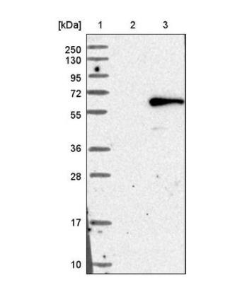 Western Blot: Chordin-like 1/CHRDL1 Antibody [NBP1-84486] - Lane 1: Marker [kDa] 250, 130, 95, 72, 55, 36, 28, 17, 10. Lane 2: Negative control (vector only transfected HEK293T lysate). Lane 3: Over-expression lysate (Co-expressed with a C-terminal myc-DDK tag (3.1 kDa) in mammalian HEK293T cells).