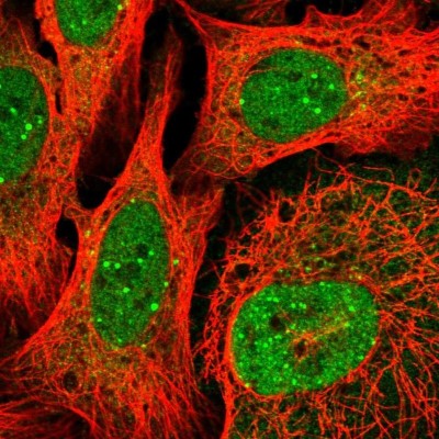 Immunocytochemistry/Immunofluorescence: C3orf55 Antibody [NBP2-14781] - Staining of human cell line U-2 OS shows localization to nucleoplasm, nuclear bodies & the Golgi apparatus.