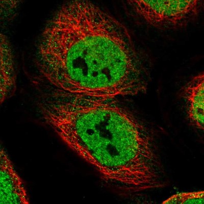 Immunocytochemistry/Immunofluorescence: CEP128 Antibody [NBP1-89898] - Staining of human cell line A-431 shows positivity in nuclei but not nucleoli.