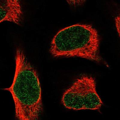 Immunocytochemistry/Immunofluorescence: CARD10 Antibody [NBP1-88600] - Staining of human cell line U-2 OS shows positivity in nucleus but not nucleoli.