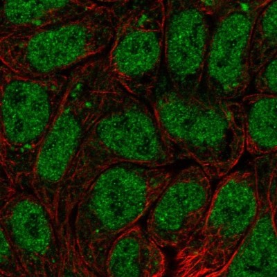 Immunocytochemistry/Immunofluorescence: BRI3BP Antibody [NBP1-88564] - Staining of human cell line RT4 shows localization to nucleoplasm & mitochondria.