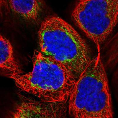 Immunocytochemistry/ Immunofluorescence: LRRC57 Antibody [NBP1-83485] - Staining of human cell line A-431 shows positivity in mitochondria.