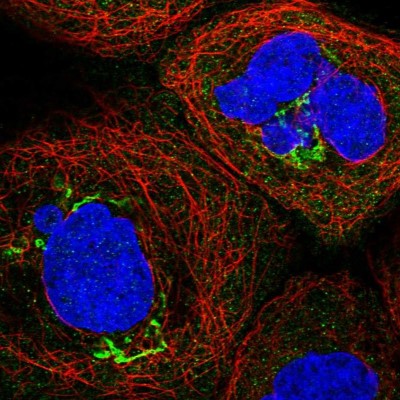 Immunocytochemistry/Immunofluorescence: CCDC68 Antibody [NBP2-47519] - Immunofluorescent staining of human cell line A-431 shows localization to cytosol & the Golgi apparatus.