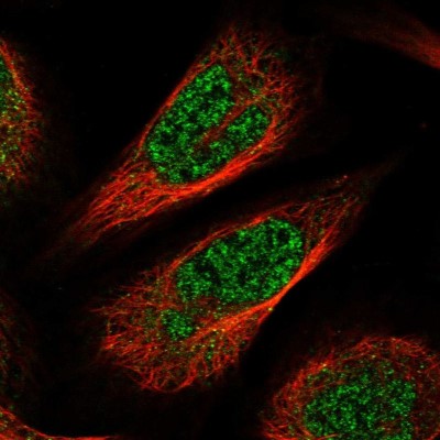 Immunocytochemistry/Immunofluorescence: CCDC126 Antibody [NBP1-82093] - Immunofluorescent staining of human cell line U-2 OS shows localization to nucleoplasm.