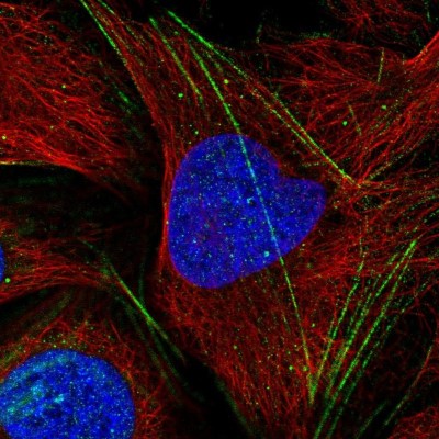 Immunocytochemistry/Immunofluorescence: KLC3 Antibody [NBP2-38794] - Immunofluorescent staining of human cell line U-2 OS shows localization to actin filaments.
