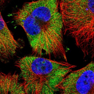 Immunocytochemistry/Immunofluorescence: FAM120A Antibody [NBP2-38771] - Immunofluorescent staining of human cell line U-251 MG shows localization to cytosol.