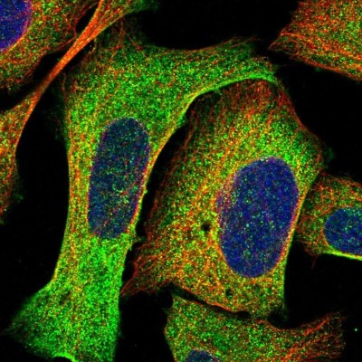 Immunocytochemistry/Immunofluorescence: AP1GBP1 Antibody [NBP1-90145] - Staining of human cell line U-2 OS shows positivity in cytoplasm.