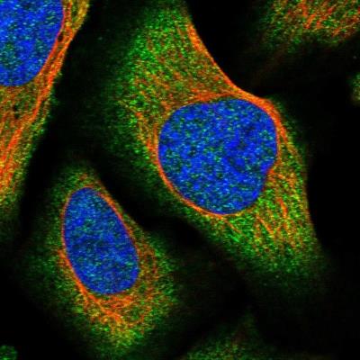 Immunocytochemistry/Immunofluorescence: SLFN14 Antibody [NBP1-91068] - Staining of human cell line U-2 OS shows positivity in cytoplasm.