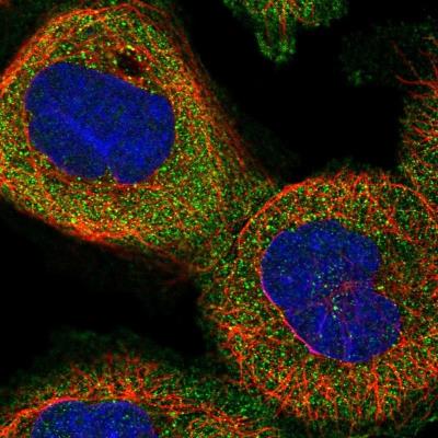 Immunocytochemistry/Immunofluorescence: IFLTD1 Antibody [NBP1-92017] - Staining of human cell line A-431 shows positivity in cytoplasm.