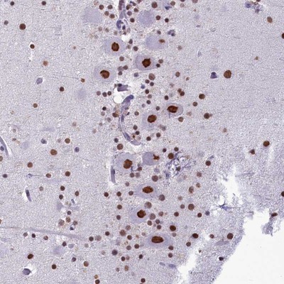 Immunohistochemistry-Paraffin: C12orf48 Antibody [NBP1-93969] - Staining of human cerebellum shows strong nuclear positivity in Purkinje cells.