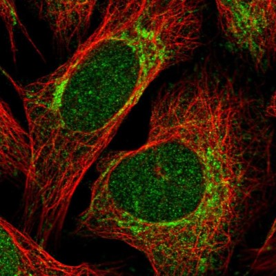 Immunocytochemistry/Immunofluorescence: HNRPLL Antibody [NBP1-92002] - Immunofluorescent staining of human cell line U-2 OS shows localization to nucleus & mitochondria.