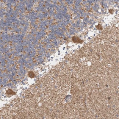 Immunohistochemistry-Paraffin: C17orf53 Antibody [NBP1-93494] - Staining of human cerebellum shows moderate cytoplasmic positivity.