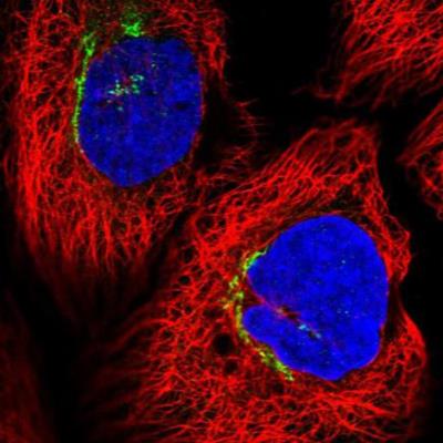 Immunocytochemistry/Immunofluorescence: Fbxl8 Antibody [NBP2-34012] - staining of human cell line A-431 shows localization to the Golgi apparatus. Antibody staining is shown in green.