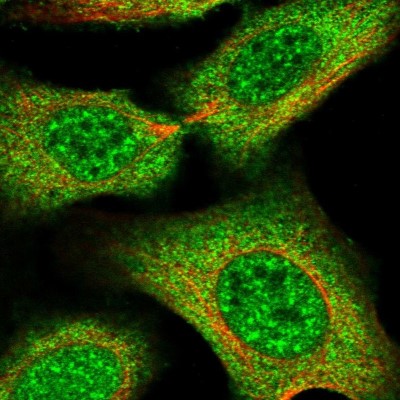 Immunocytochemistry/Immunofluorescence: NAP1 Antibody [NBP2-33985] - Immunofluorescent staining of human cell line U-2 OS shows localization to nuclear speckles & cytosol.