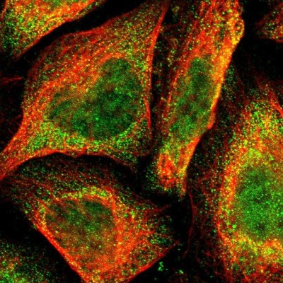 Immunocytochemistry/Immunofluorescence: XPV/DNA polymerase eta Antibody [NBP1-87165] - Staining of human cell line U-2 OS shows localization to nucleoplasm & cytosol.