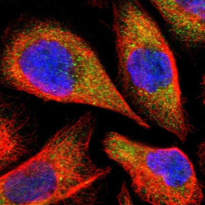 Immunocytochemistry/Immunofluorescence: TRAF-5 Antibody [NBP1-87121] - Immunofluorescent staining of human cell line A-431 shows localization to cytosol.