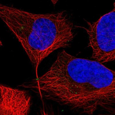 Immunocytochemistry/Immunofluorescence: Phosphoribosyl Pyrophosphate Amidotransferase Antibody [NBP2-38279] - Staining of human cell line U-2 OS shows localization to midbody ring.