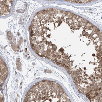 Immunohistochemistry: Phosphoribosyl Pyrophosphate Amidotransferase Antibody [NBP2-38279] - Staining of human testis shows moderate cytoplasmic positivity in cells in seminiferous ducts.