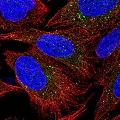 Immunocytochemistry/Immunofluorescence: PIK3R4 Antibody [NBP2-38276] - Immunofluorescent staining of human cell line U-2 OS shows localization to vesicles.