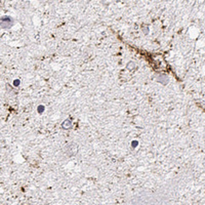 Immunohistochemistry-Paraffin: Thyrotropin Releasing Hormone Antibody [NBP2-34014] - Staining of human hypothalamus shows strong positivity neuronal processes and subsets of neuronal cells and.