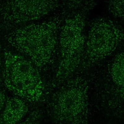 Immunocytochemistry/Immunofluorescence: NFS1 Antibody [NBP2-37933] - Staining of human cell line MCF7 shows localization to nucleoplasm & cytosol.