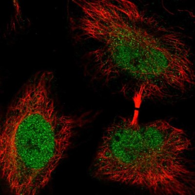 Immunocytochemistry/Immunofluorescence: KIAA1033 Antibody [NBP2-47410] - Immunofluorescent staining of human cell line HeLa shows localization to nucleoplasm.